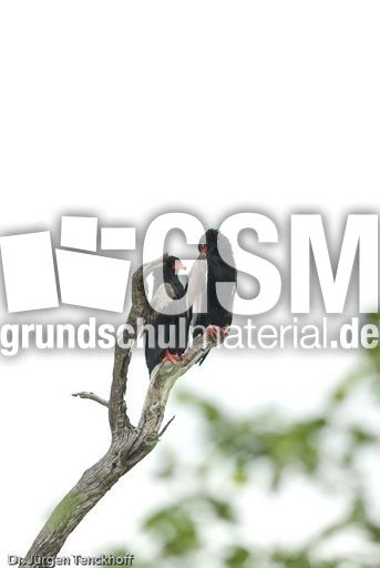 Gaukler (1 von 3).jpg